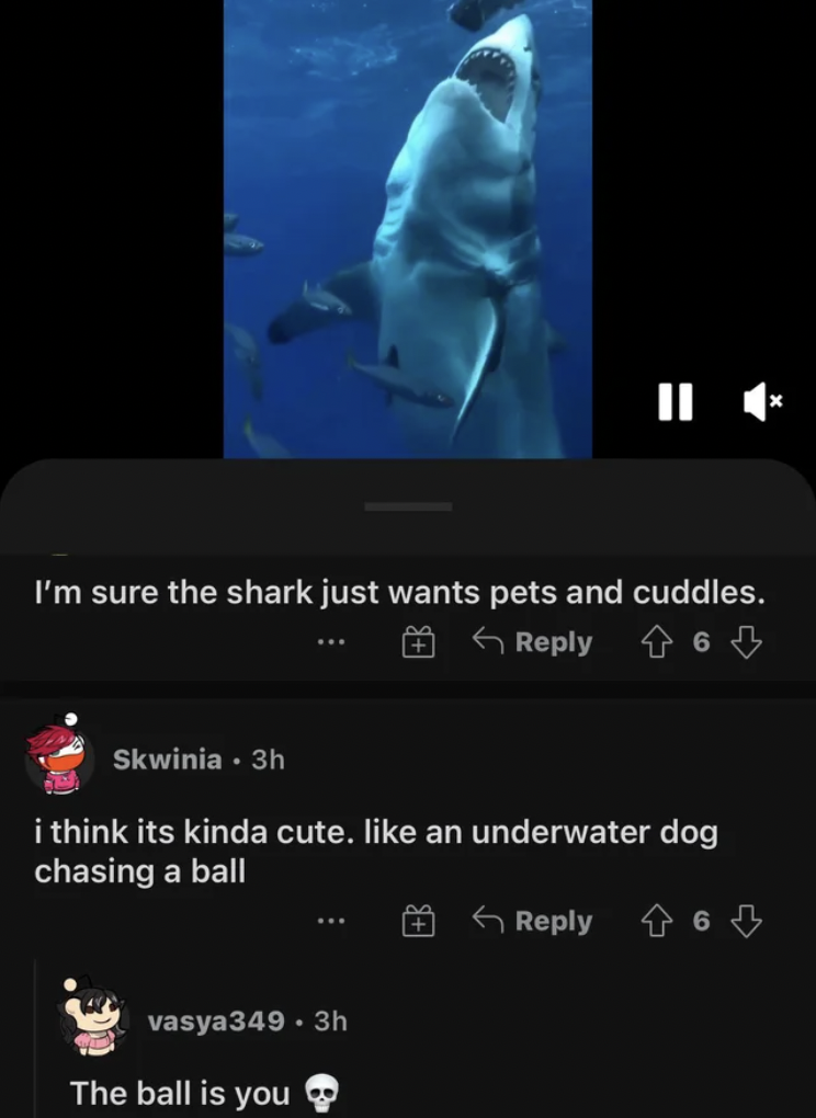 Funny Comments - I'm sure the shark just wants pets and cuddles