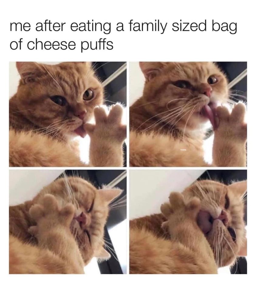 funny memes and pics - Cat - me after eating a family sized bag of cheese puffs hedde