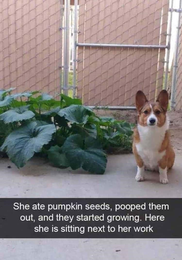 funny memes and pics - funny corgi - She ate pumpkin seeds, pooped them out, and they started growing. Here she is sitting next to her work