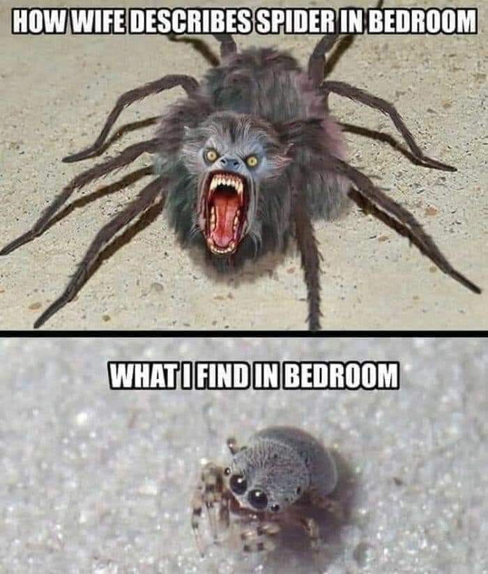 cool random pics - cool pics and memes spiderbro meme - How Wife Describes Spider In Bedroom Whati Find In Bedroom