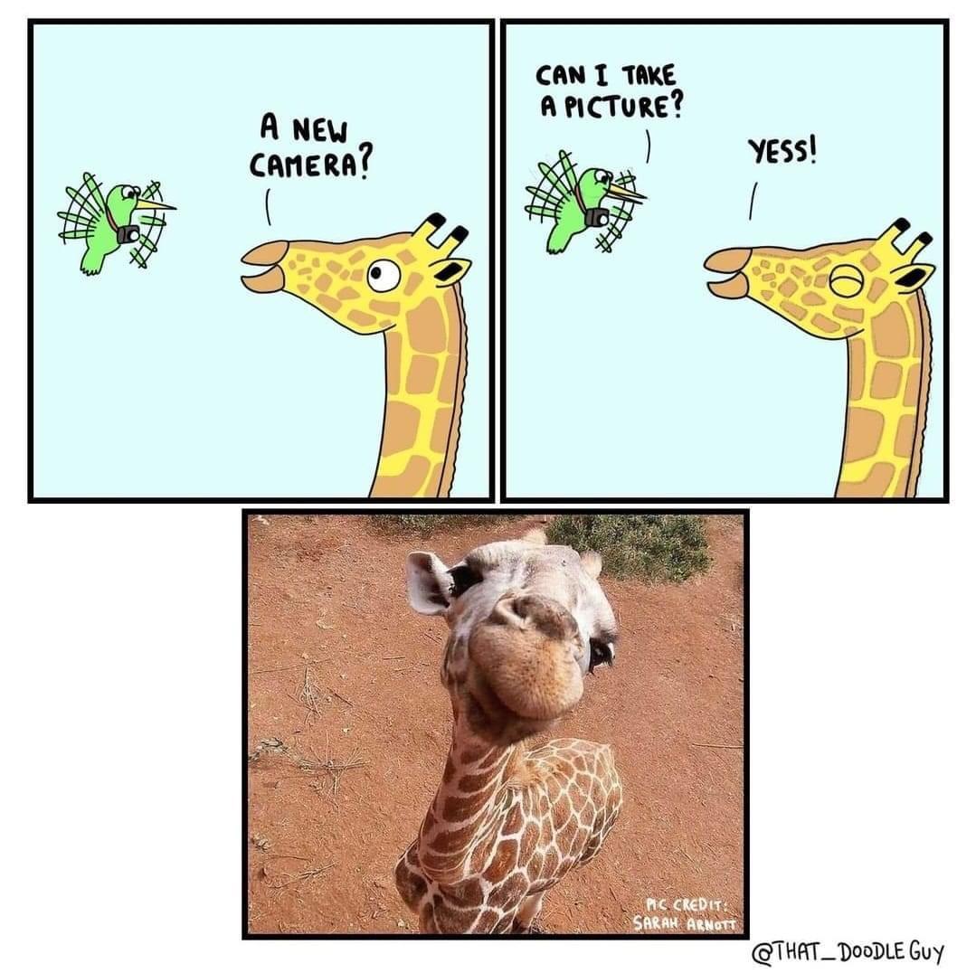 cool random pics - cool pics and memes new camera giraffe - A New Camera? 7 Can I Take A Picture? Pic Credit Sarah Arnott Yess! 1 H Doodle Guy