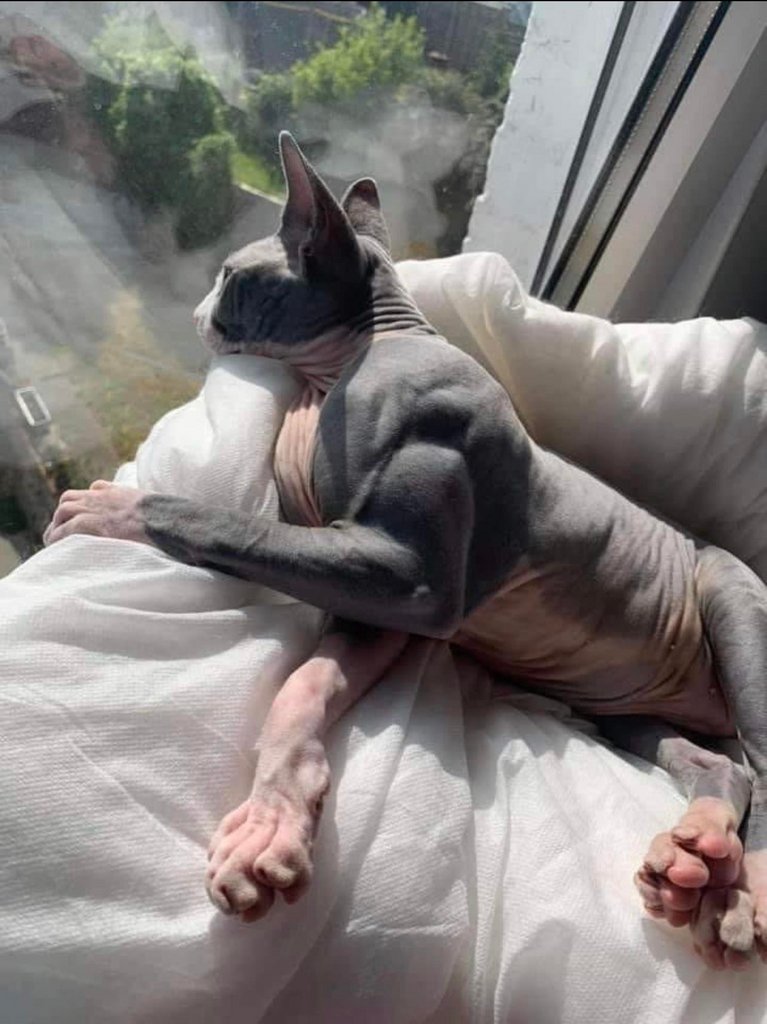 A cat diagnosed with Myostatin-related muscle hypertrophy – a rare condition that causes muscles to grow excessively large.