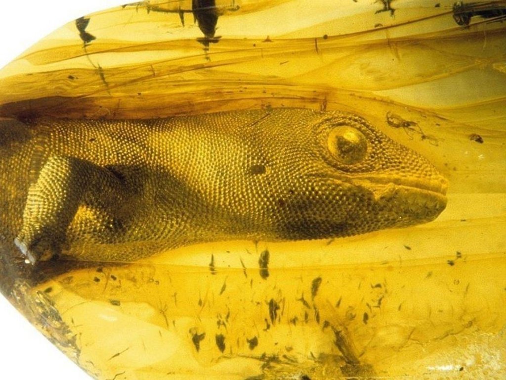 A 54 million-year-old gecko preserved in amber.