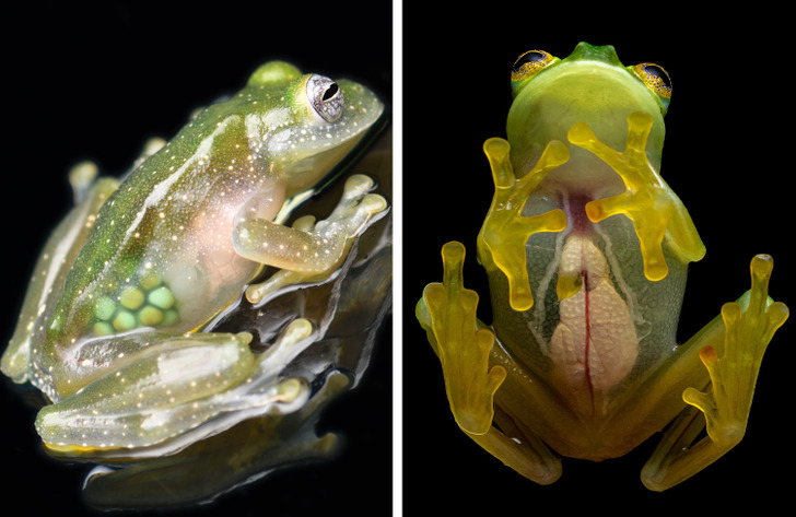 These 'Glass Frogs' have transparent skin allowing you to see their internal organs.