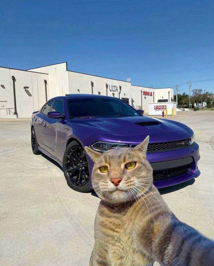 random pics - cat selfie car - Ulta Persoa Pods