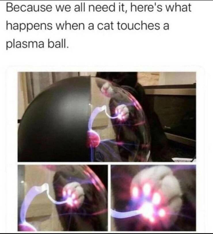 random pics - cat touching plasma ball - Because we all need it, here's what happens when a cat touches a plasma ball.