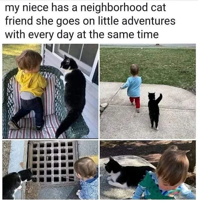 wholesome posts - uplifting news - human behavior - my niece has a neighborhood cat friend she goes on little adventures with every day at the same time