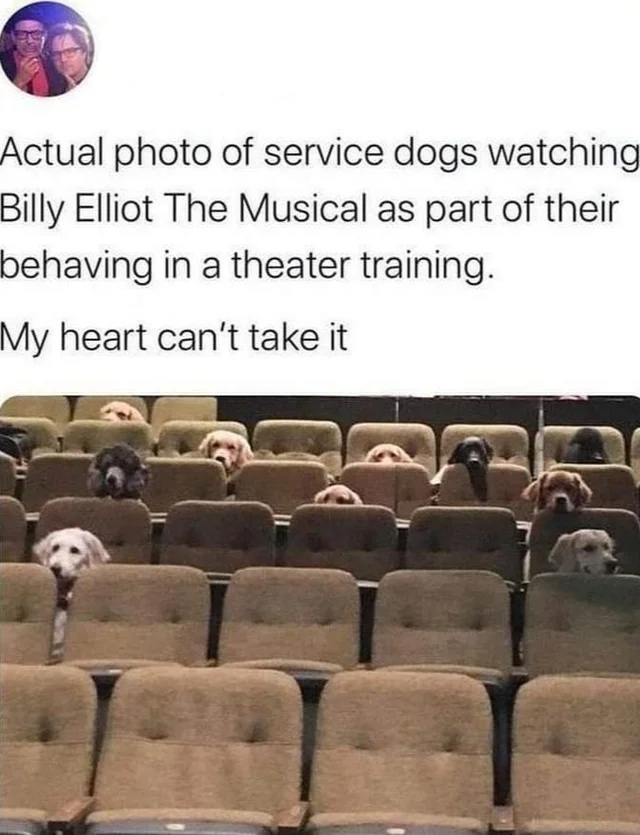 wholesome posts - uplifting news - billy elliot the musical service dogs - Actual photo of service dogs watching Billy Elliot The Musical as part of their behaving in a theater training. My heart can't take it