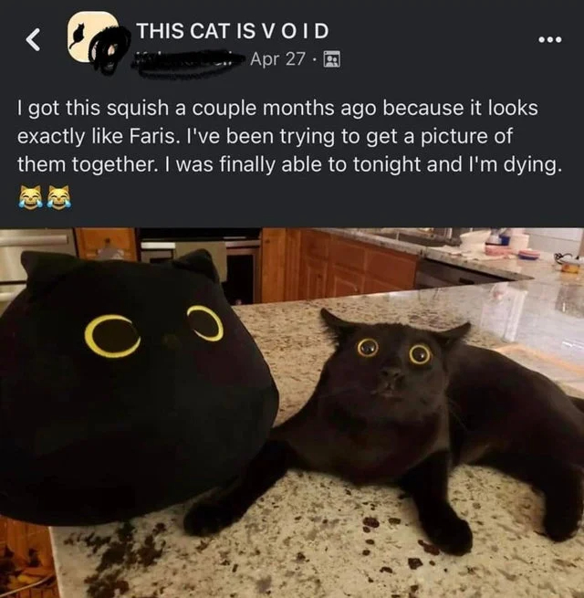 wholesome posts - uplifting news - funny cat - This Cat Is Void Apr 27. I got this squish a couple months ago because it looks exactly Faris. I've been trying to get a picture of them together. I was finally able to tonight and I'm dying. O