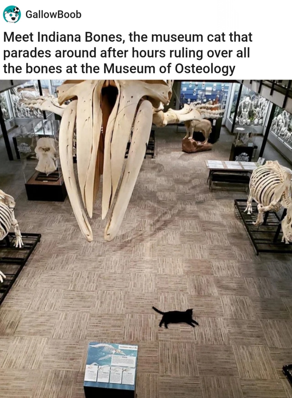 monday morning randomness - indiana bones cat - GallowBoob Meet Indiana Bones, the museum cat that parades around after hours ruling over all the bones at the Museum of Osteology Villetas Sceletins
