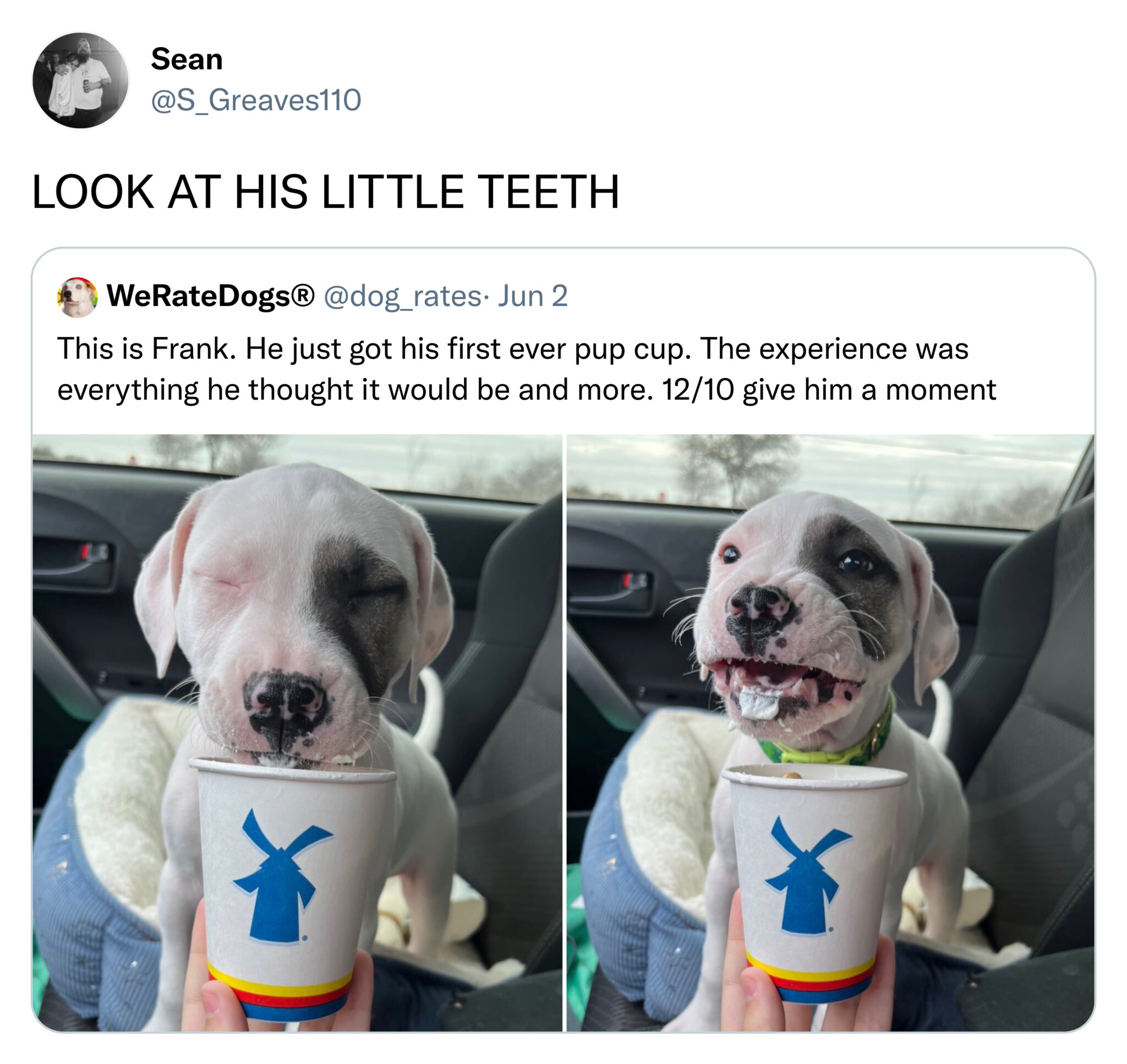 funny tweets  -  dog - Sean Look At His Little Teeth WeRateDogs . Jun 2 This is Frank. He just got his first ever pup cup. The experience was everything he thought it would be and more. 1210 give him a moment Cr fo