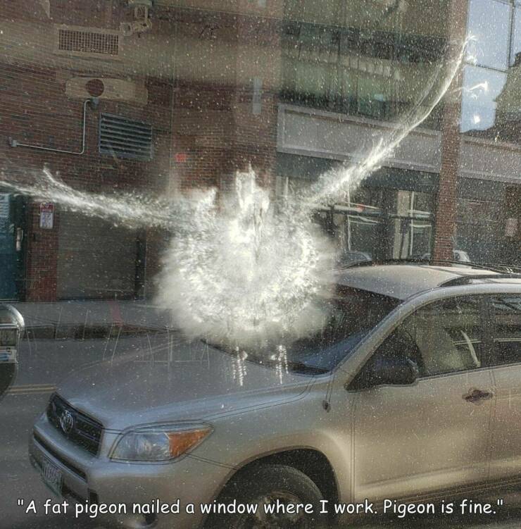 cool pics - tire - "A fat pigeon nailed a window where I work. Pigeon is fine."