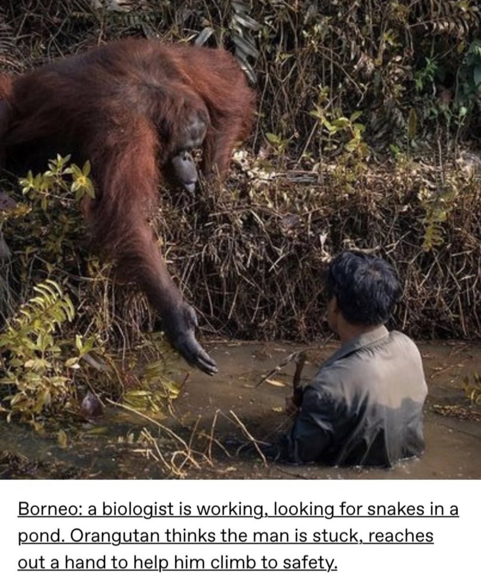 Dudes posting their wins - orangutan helps a man - Borneo a biologist is working, looking for snakes in a pond. Orangutan thinks the man is stuck, reaches out a hand to help him climb to safety.