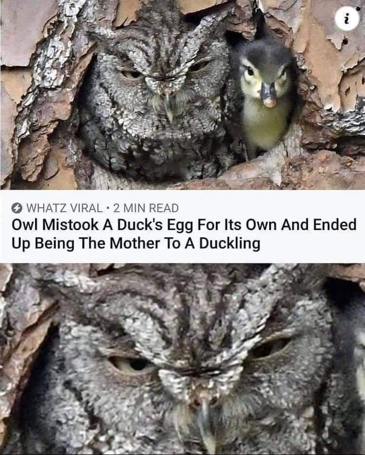 awesome pics and memes - owl with baby duck - i Whatz Viral 2 Min Read . Owl Mistook A Duck's Egg For Its Own And Ended Up Being The Mother To A Duckling