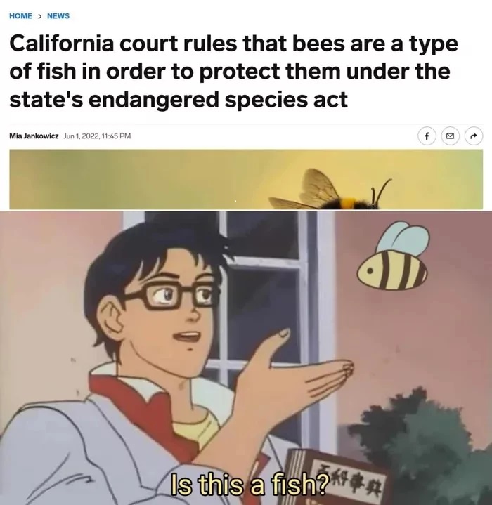 awesome pics and memes - anime memes - Home > News California court rules that bees are a type of fish in order to protect them under the state's endangered species act f Mia Jankowicz , 5 Is this a fish?