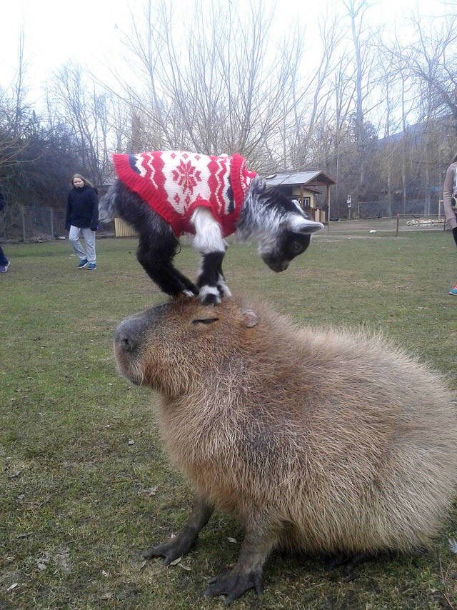 awesome pics and memes - capybara goat - 33