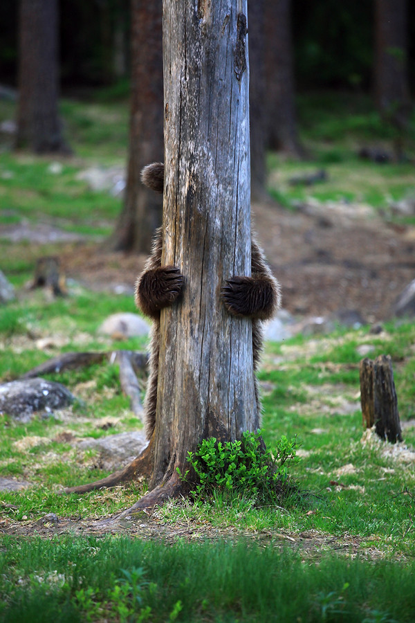 awesome pics and memes - hiding bear