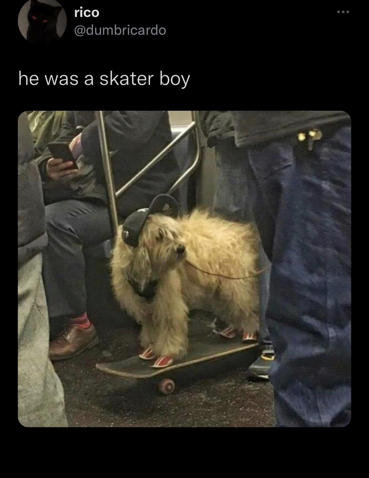 skater dog meme - rico he was a skater boy ...