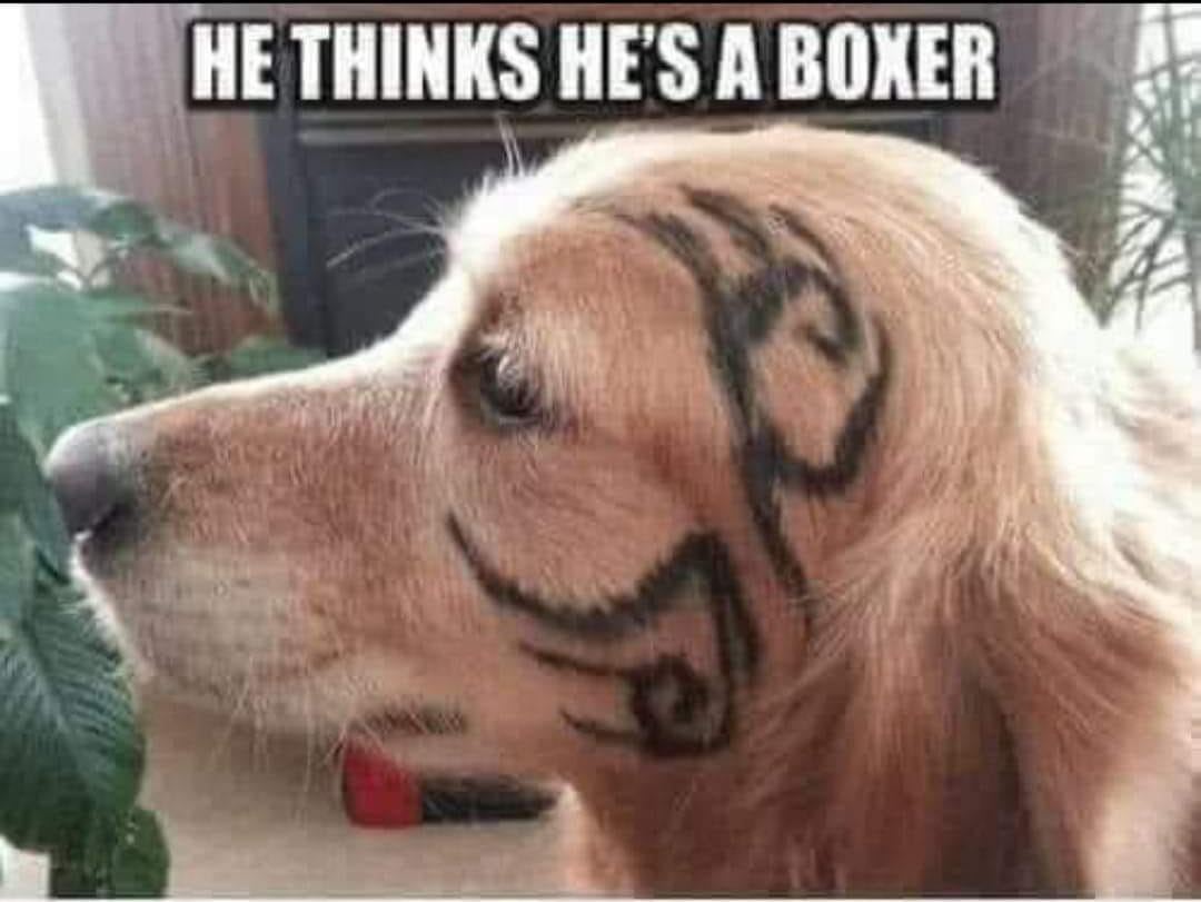 mike tyson dog - He Thinks He'S A Boxer