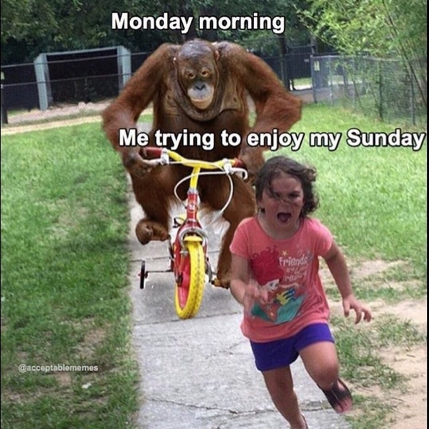 monday morning randomness - gorilla on bike - Monday morning Me trying to enjoy my Sunday Friends