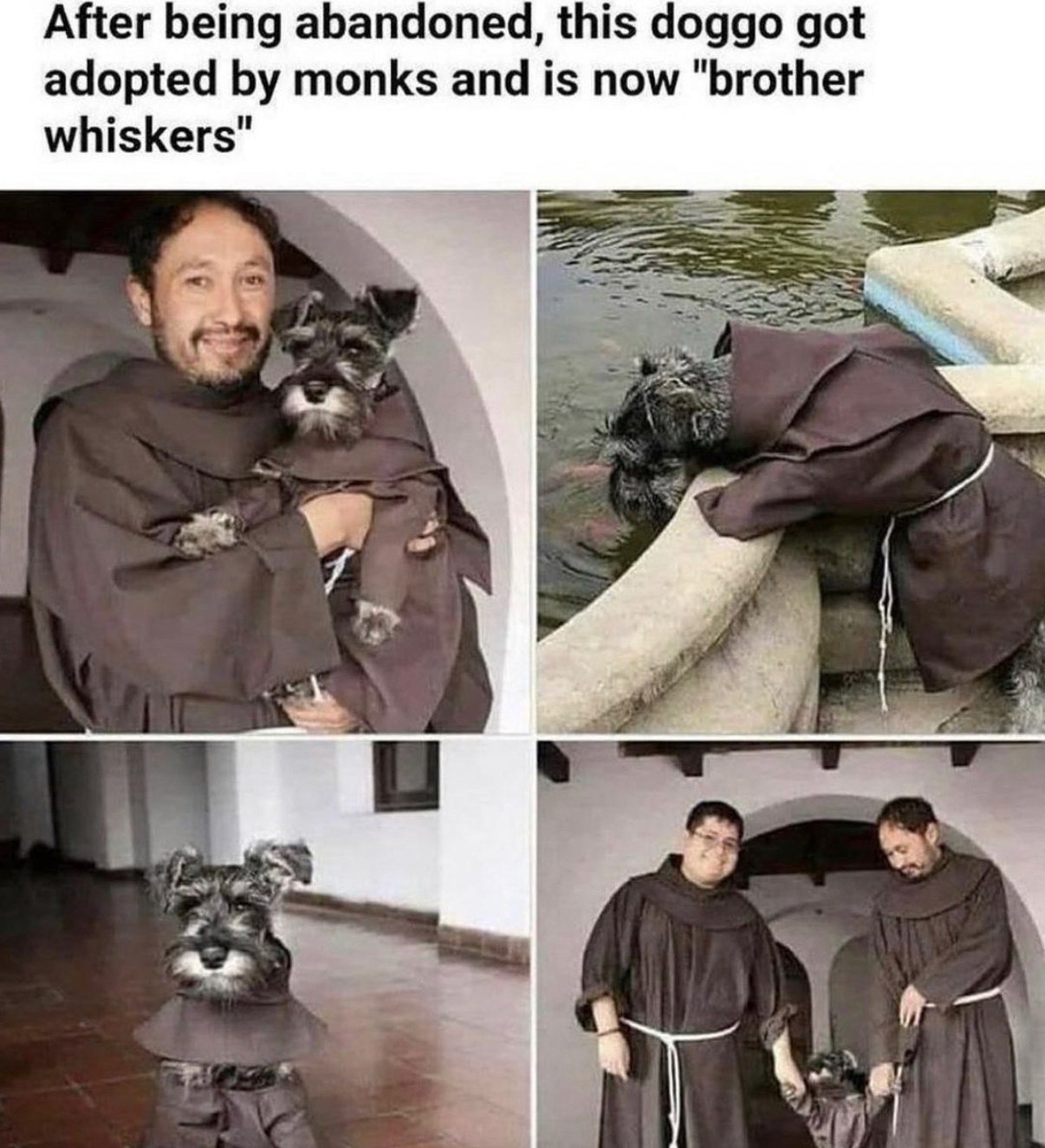monday morning randomness - brother whiskers monk - After being abandoned, this doggo got adopted by monks and is now "brother whiskers"