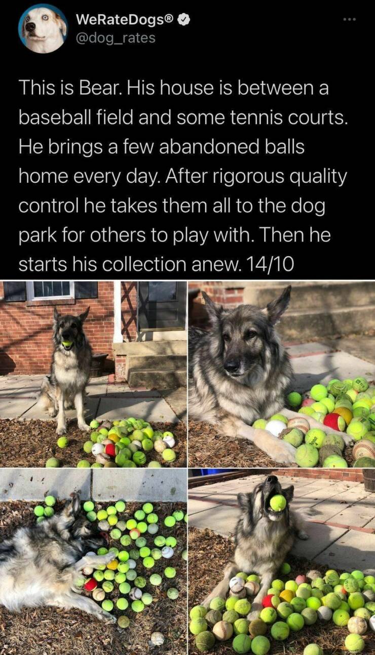 monday morning randomness - fauna - WeRateDogs This is Bear. His house is between a baseball field and some tennis courts. He brings a few abandoned balls home every day. After rigorous quality control he takes them all to the dog park for others to play 