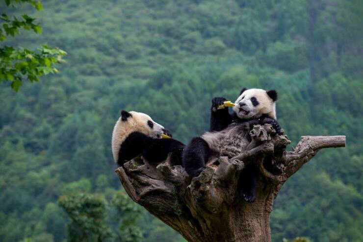 cool random pics - pandas in a tree