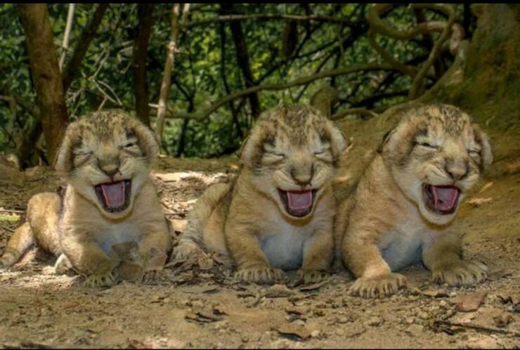 cool random pics - indian lion cub