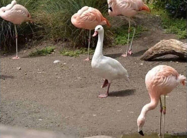 cool random pics - goose flamingo
