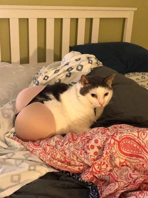 Perfectly Timed Photos - cat with bra on butt - 6 100 0