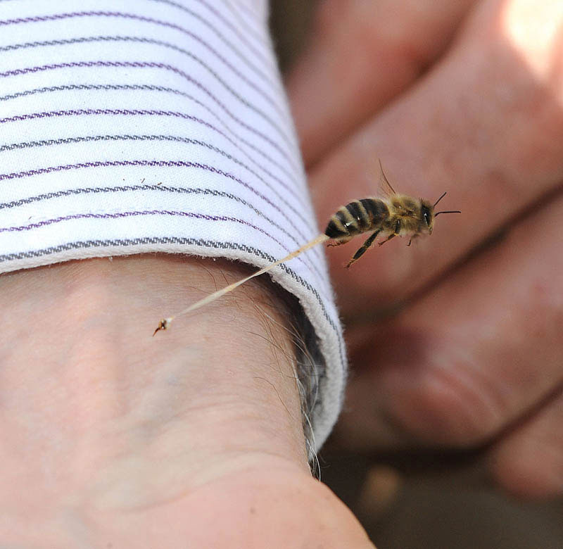 perfectly timed photos -  honey bee stinger - St T Par I Nint Twitt