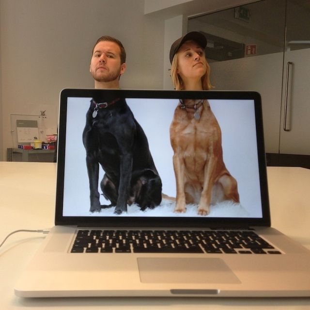 perfectly timed photos -  funny photos of coworkers aligned with animal bodies