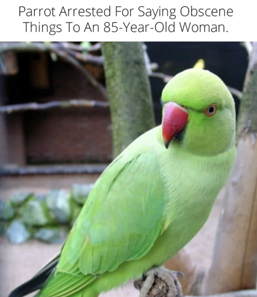 Dumb Facepalms - Parrot Arrested For Saying Obscene Things To An 85 YearOld Woman.
