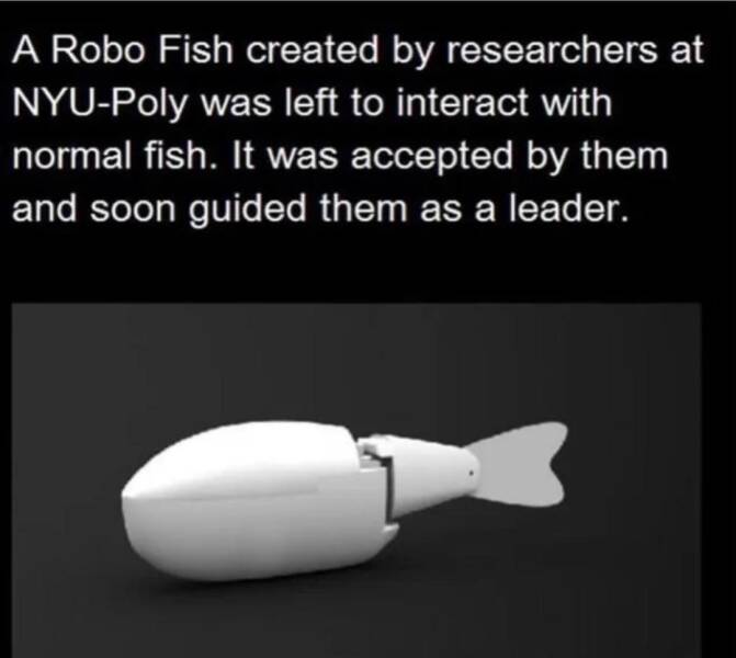 random pics - fish memes - A Robo Fish created by researchers at NyuPoly was left to interact with normal fish. It was accepted by them and soon guided them as a leader.