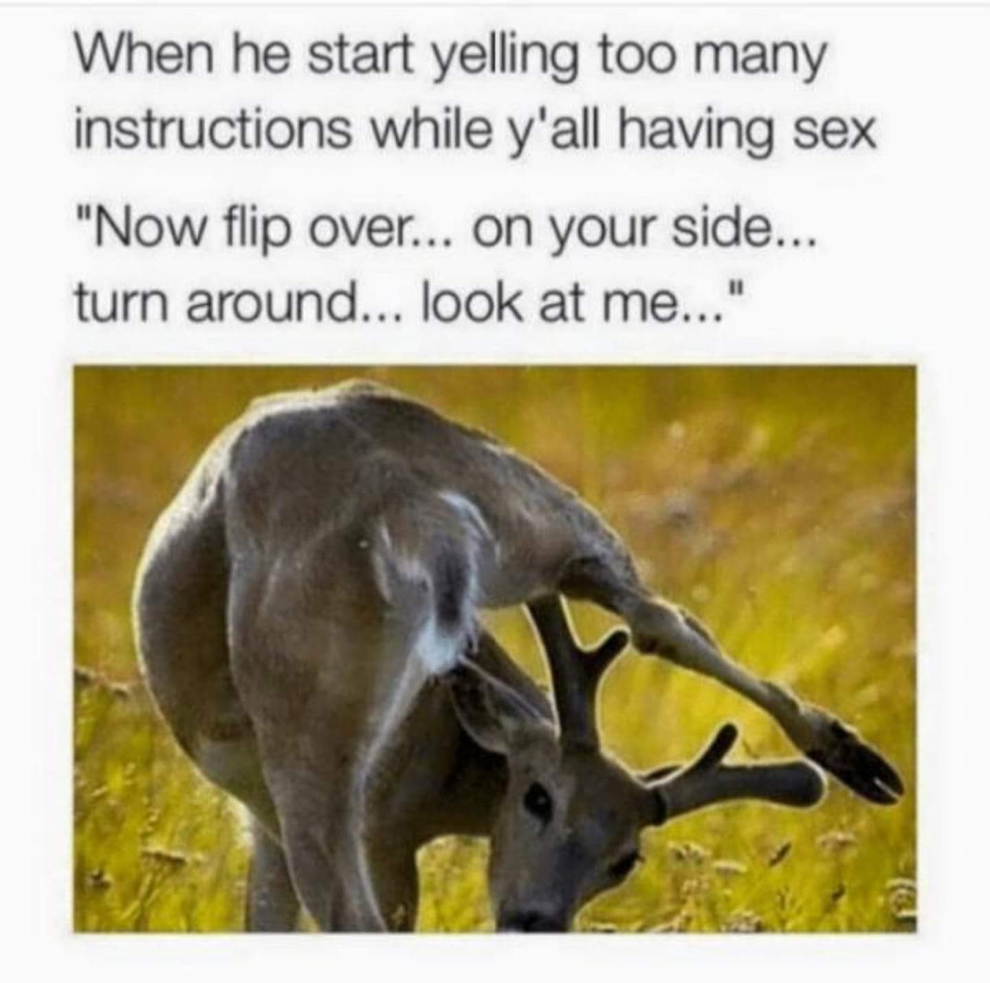 dirty and nsfw memes - funny sex memes - When he start yelling too many instructions while y'all having sex "Now flip over... on your side... turn around... look at me..."