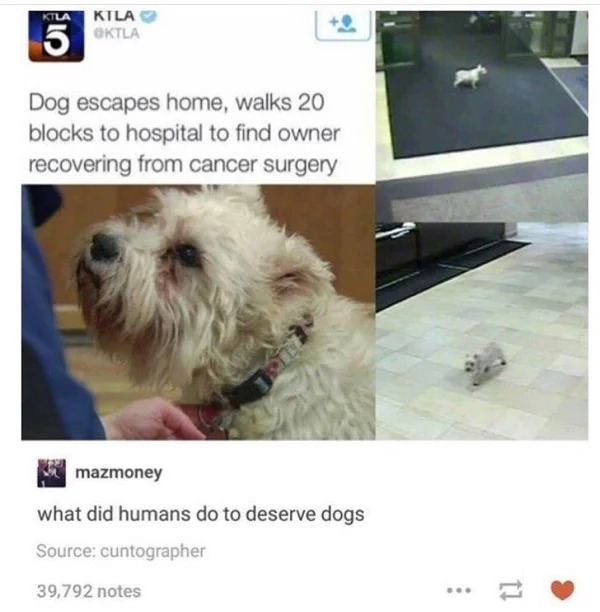 wholesome pics - humans don t deserve dogs - Ktla Ktla Oktla Dog escapes home, walks 20 blocks to hospital to find owner recovering from cancer surgery mazmoney what did humans do to deserve dogs Source cuntographer 39,792 notes Lo ... 11