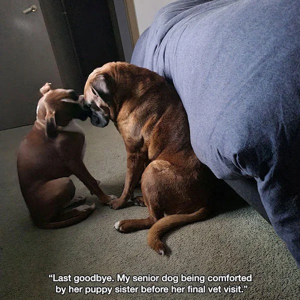 wholesome pics - dog - "Last goodbye. My senior dog being comforted by her puppy sister before her final vet visit."