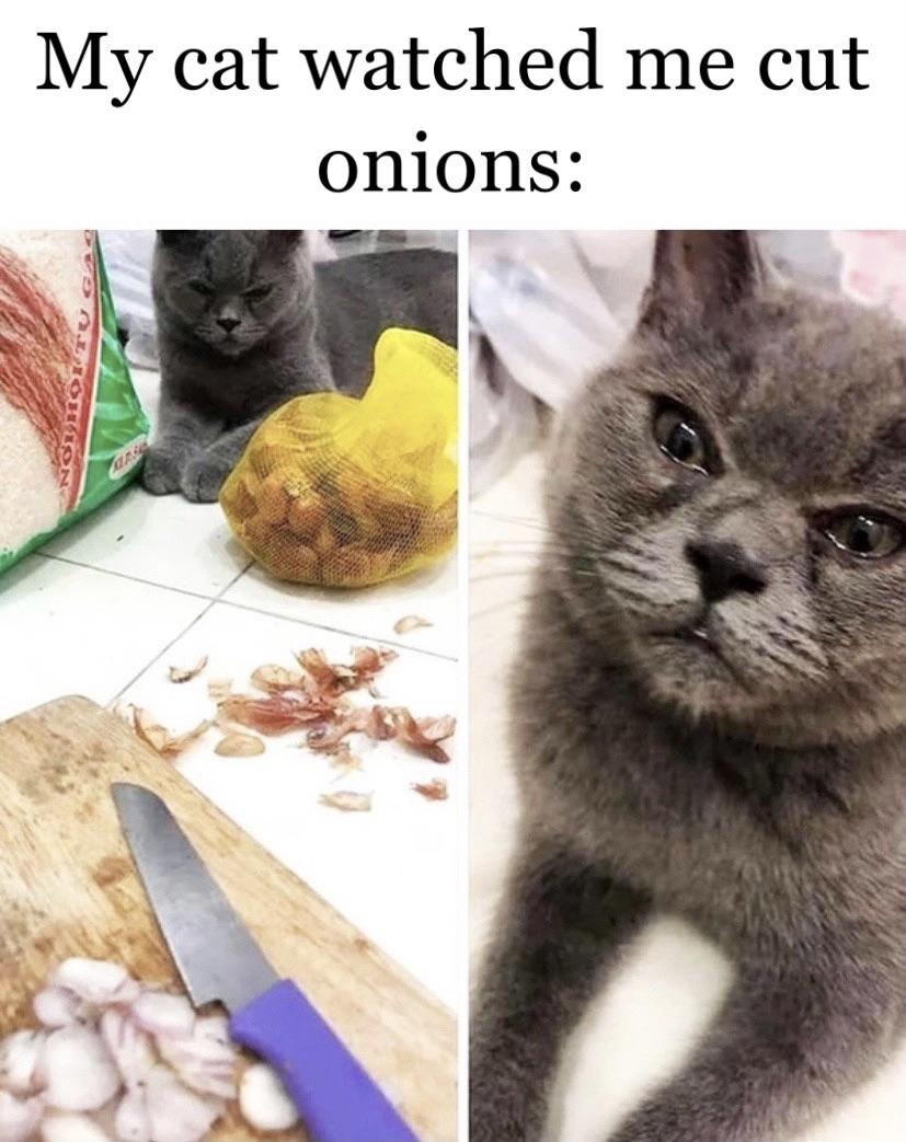 funny memes and pics - cat crying cutting onions - My cat watched me cut onions Alighion Carte