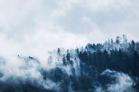 Dad Jokes - green pine trees covered with fogs under white sky during
