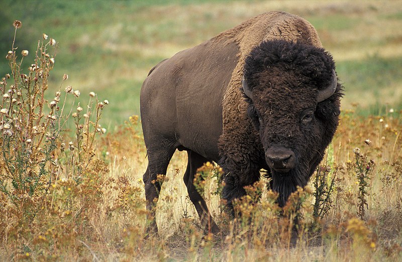 Dad Jokes - bison buffalo