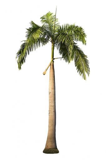 Dad Jokes - palm tree jpg