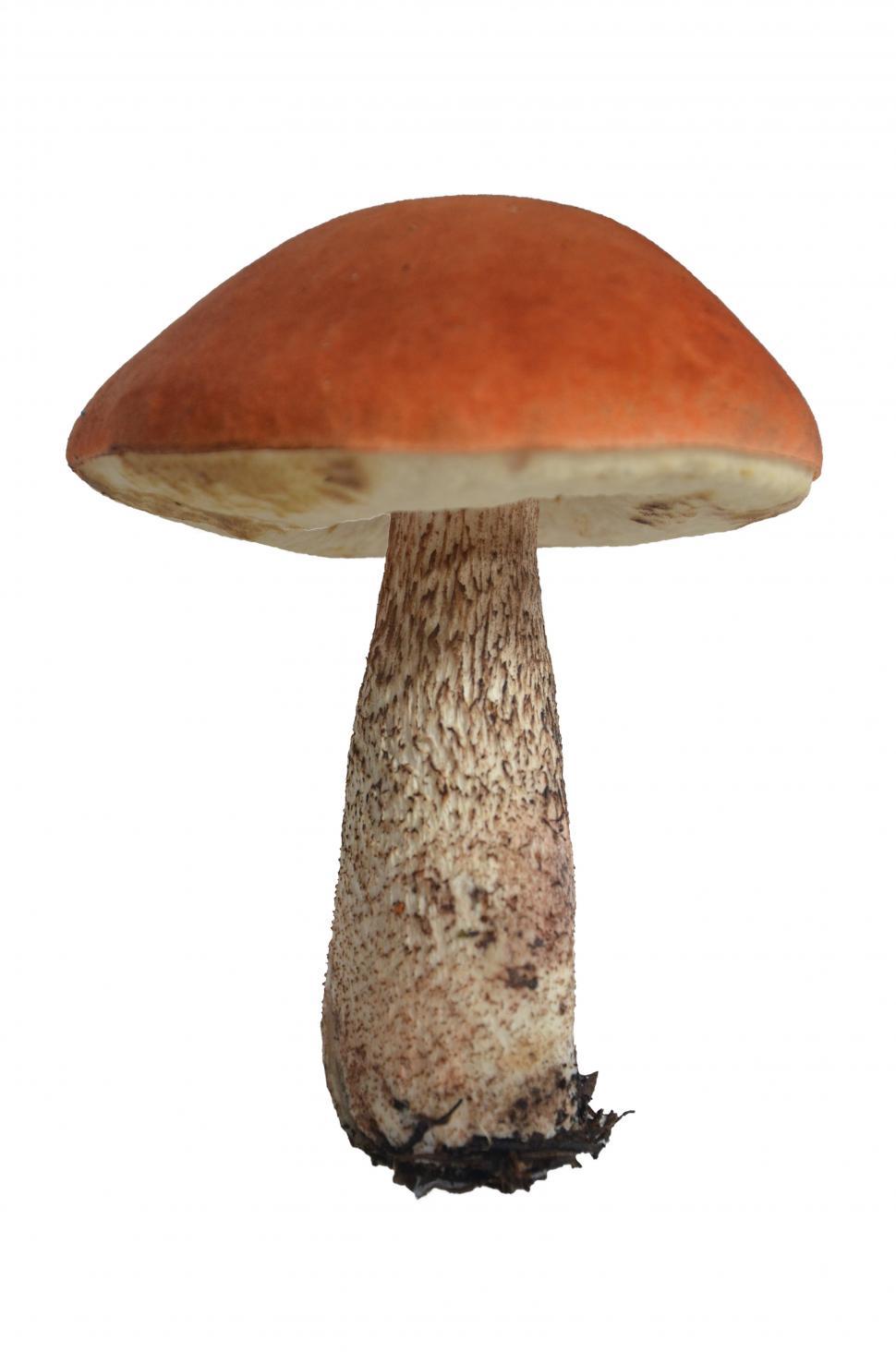 Dad Jokes - edible mushroom