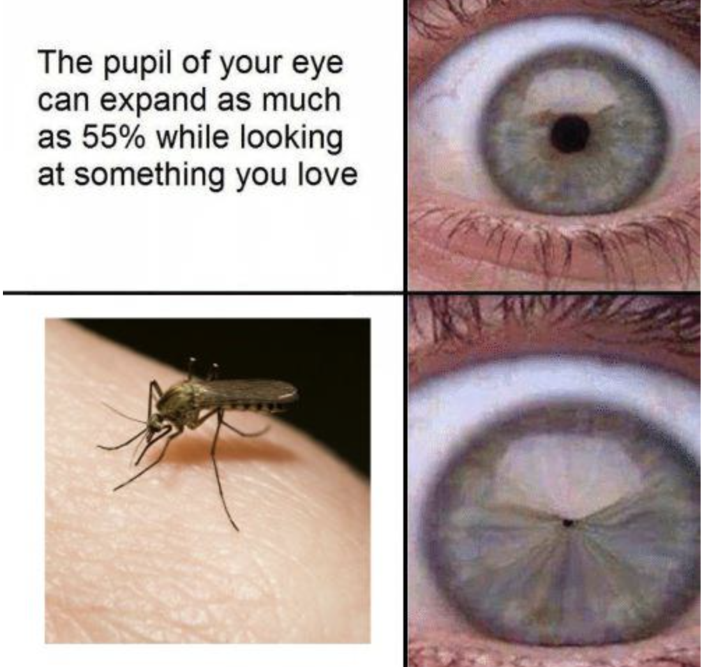 Dank and Fresh Memes - expanding pupil meme template - The pupil of your eye can expand as much as 55% while looking at something you love