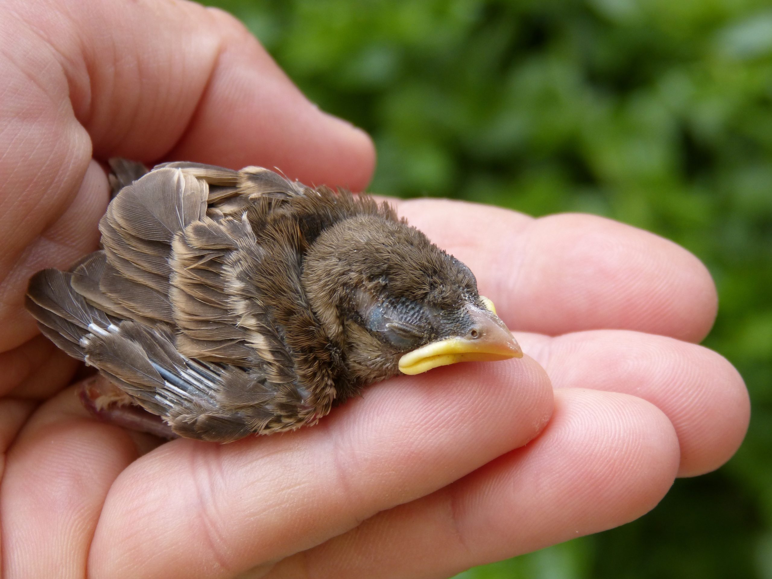 Proven Hoaxes That People Still Believe - baby bird sparrow