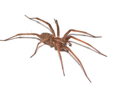 Proven Hoaxes That People Still Believe - house spiders that look like brown recluse