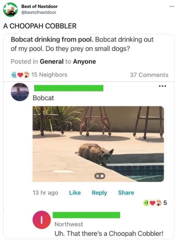 funny comments that hit the mark - choopah cobbler - Best of Nextdoor A Choopah Cobbler Bobcat drinking from pool. Bobcat drinking out of my pool. Do they prey on small dogs? Posted in General to Anyone 15 Neighbors Bobcat 13 hr ago I 8 37 5 Northwest Uh.