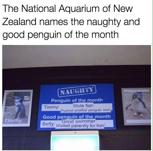 funny pics and memes - naughty penguin of the month - The National Aquarium of New Zealand names the naughty and good penguin of the month Timmy Naughty Penguin of the month Stole fish Timmy Good penguin of the month Good swimmer Betty Waited patiently fo
