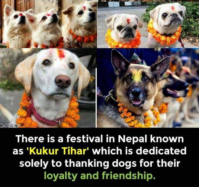 funny pics and memes - nepal dog festival - There is a festival in Nepal known as 'Kukur Tihar' which is dedicated solely to thanking dogs for their loyalty and friendship.