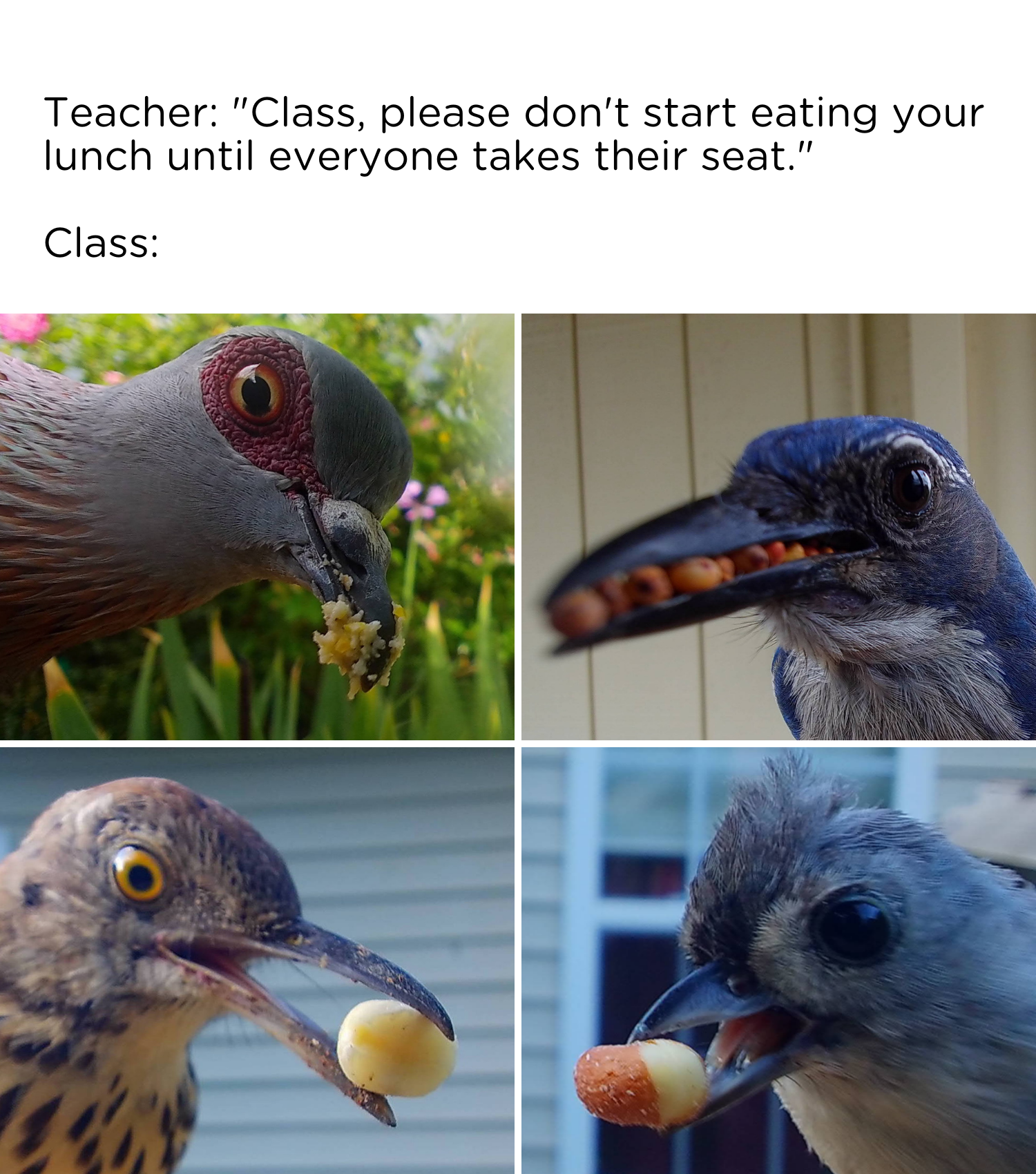 beak - Teacher "Class, please don't start eating your lunch until everyone takes their seat." Class