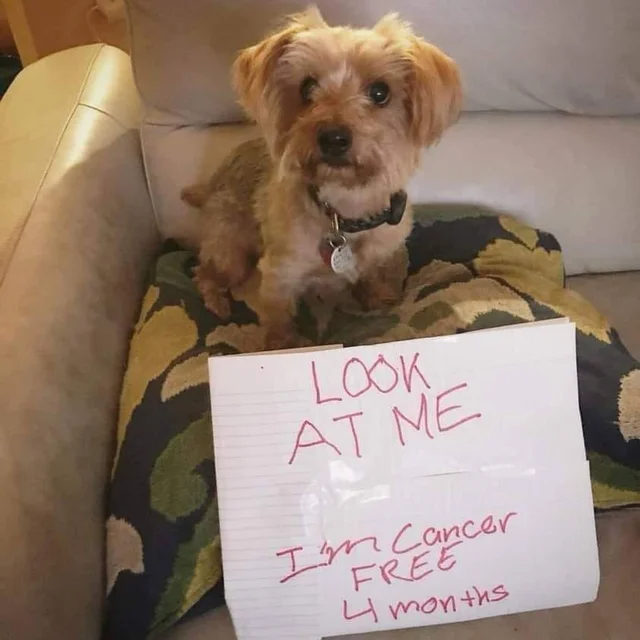 wholesome - uplifting - dog - Look At Me I'm Cancer Free 4 months